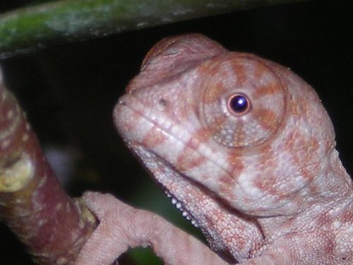 hatchling3.JPG