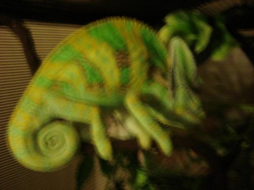 chameleon pics 001.jpg