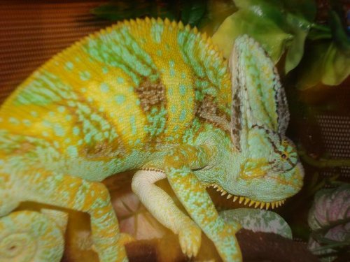 chameleon pics 003.jpg