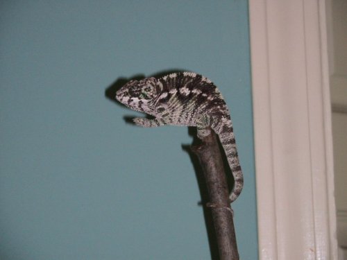 Small Ray 4 months.jpg