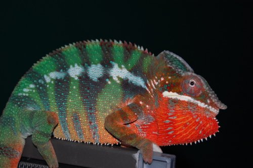 Puffer1.jpg