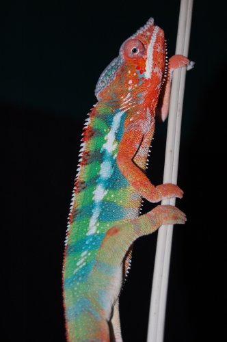 puffer0.jpg