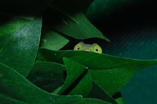 carpet eyes.JPG