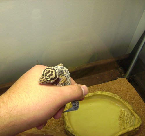 online-leopard.jpg