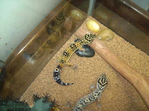 online-2-leopard.jpg