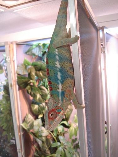 chameleon pics 081.jpg