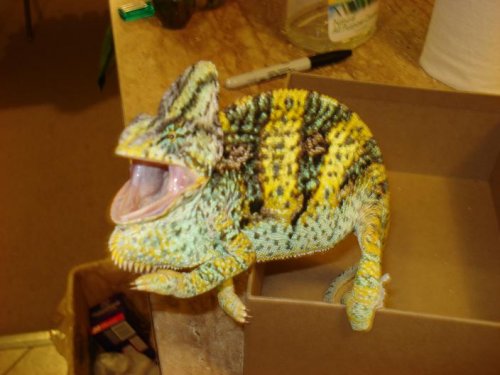 chameleon pics 068.jpg