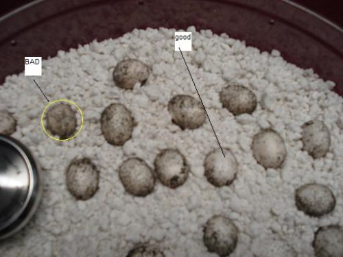 chameleon pics 070.jpg