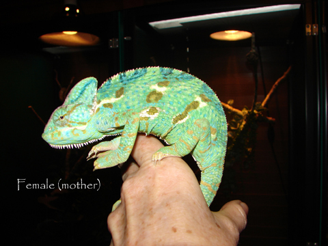 female(mother) veiled copy.jpg