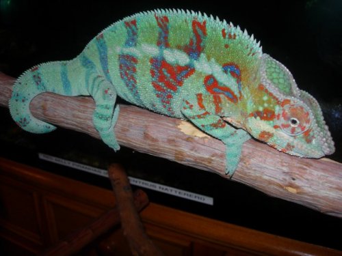 chameleons 004.jpg