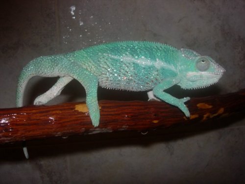 chameleons 002.jpg