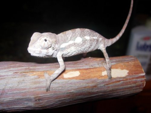 chameleons 005.jpg