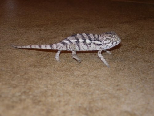 chameleons 009.jpg