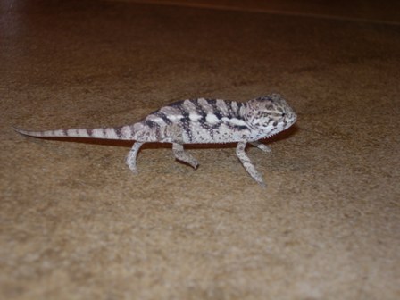chameleons 010.jpg