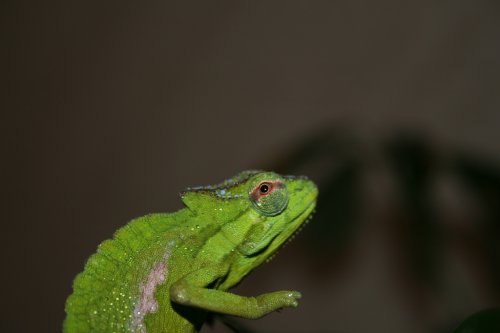 IMG_1319.jpg