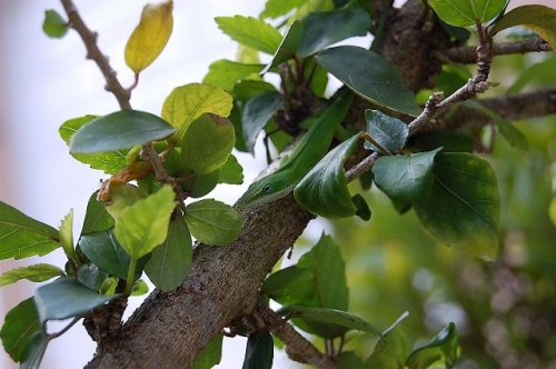 anoles 001.JPG