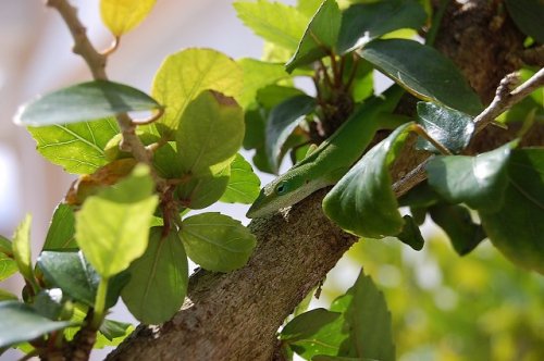 anoles 002.JPG