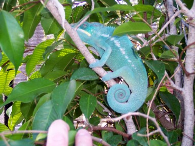 blueboy1.jpg