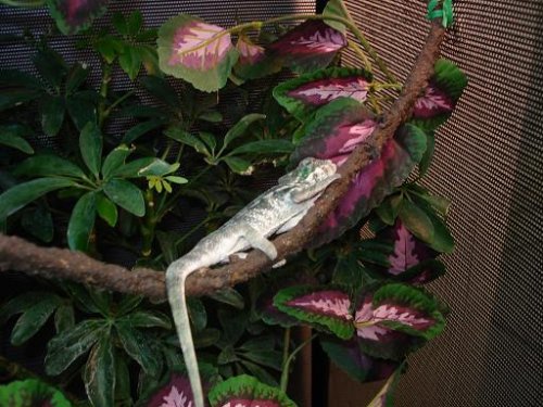 chameleon pics 132.jpg