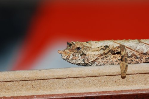 macro 001.JPG