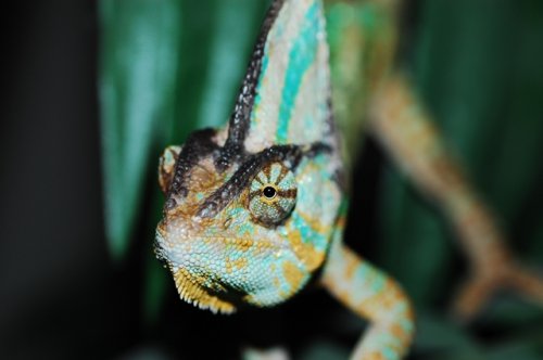 macro 002.JPG