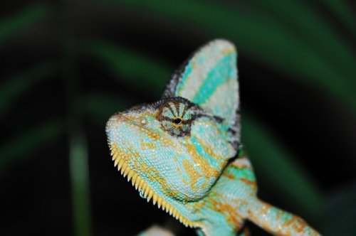 macro 003.JPG