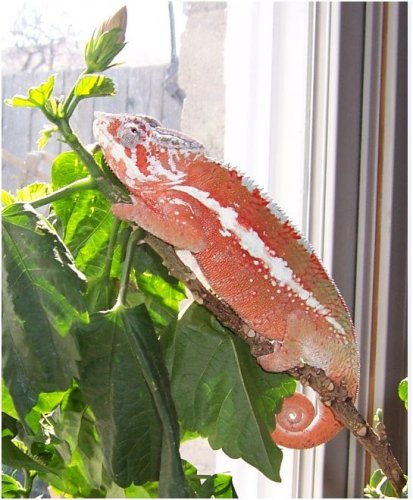 Orange Maro male.JPG