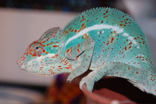 nosy2.jpg