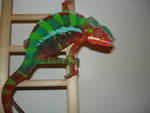 kermit027tx1.jpg