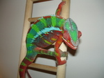 kermit026gd7.jpg