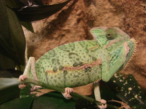 wasabi4.jpg