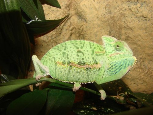 wasabi5.jpg