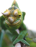 jacksons_garden_s.jpg