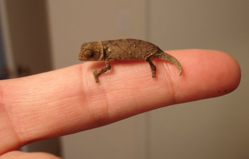 spectrummale1dayold.jpg