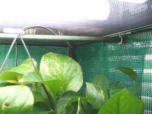 pothos_hang.jpg