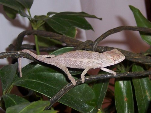 8-15-U  5-13-08c.jpg