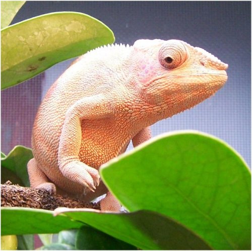 Nosy Female1.JPG