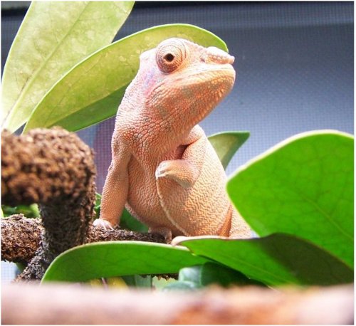Nosy Female2.JPG