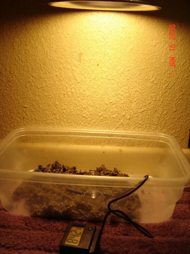 silkworms.jpg