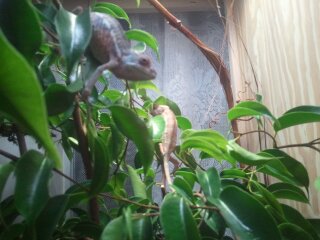 chameleon stuff 005.jpg