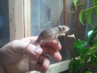 chameleon stuff 003.jpg