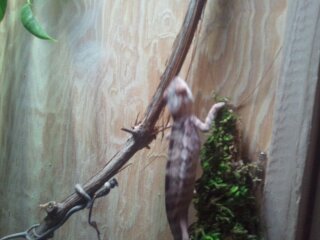 chameleon stuff 004.jpg