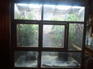 chameleon stuff 006.jpg