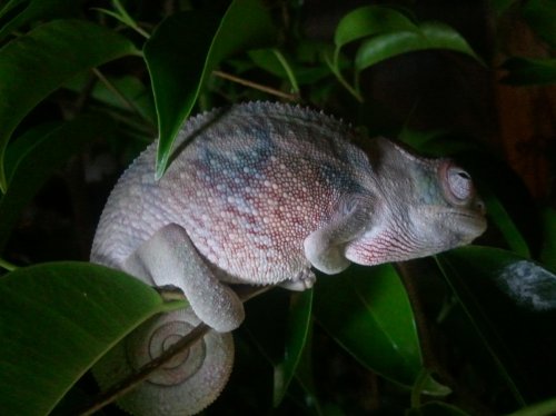 chameleon stuff 012.jpg