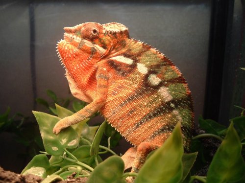 Fired up 004.jpg