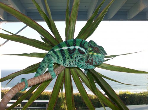 chameleons and doa roaches 018.jpg