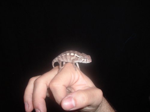 panther babies 006.jpg