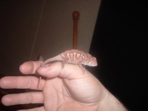 panther babies 002.jpg