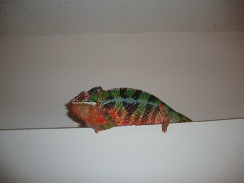izzy 002.jpg