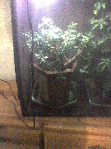 Image0046.jpg